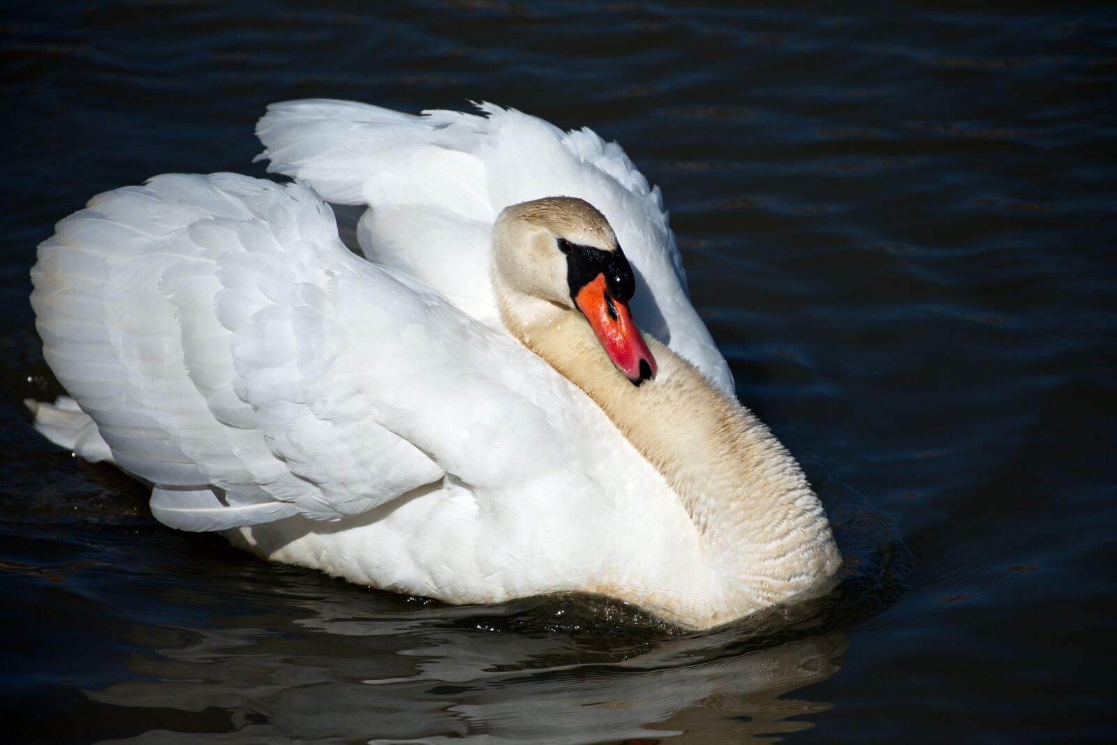 Nikon D750 sample photo. Bird, swan, wildlife photography