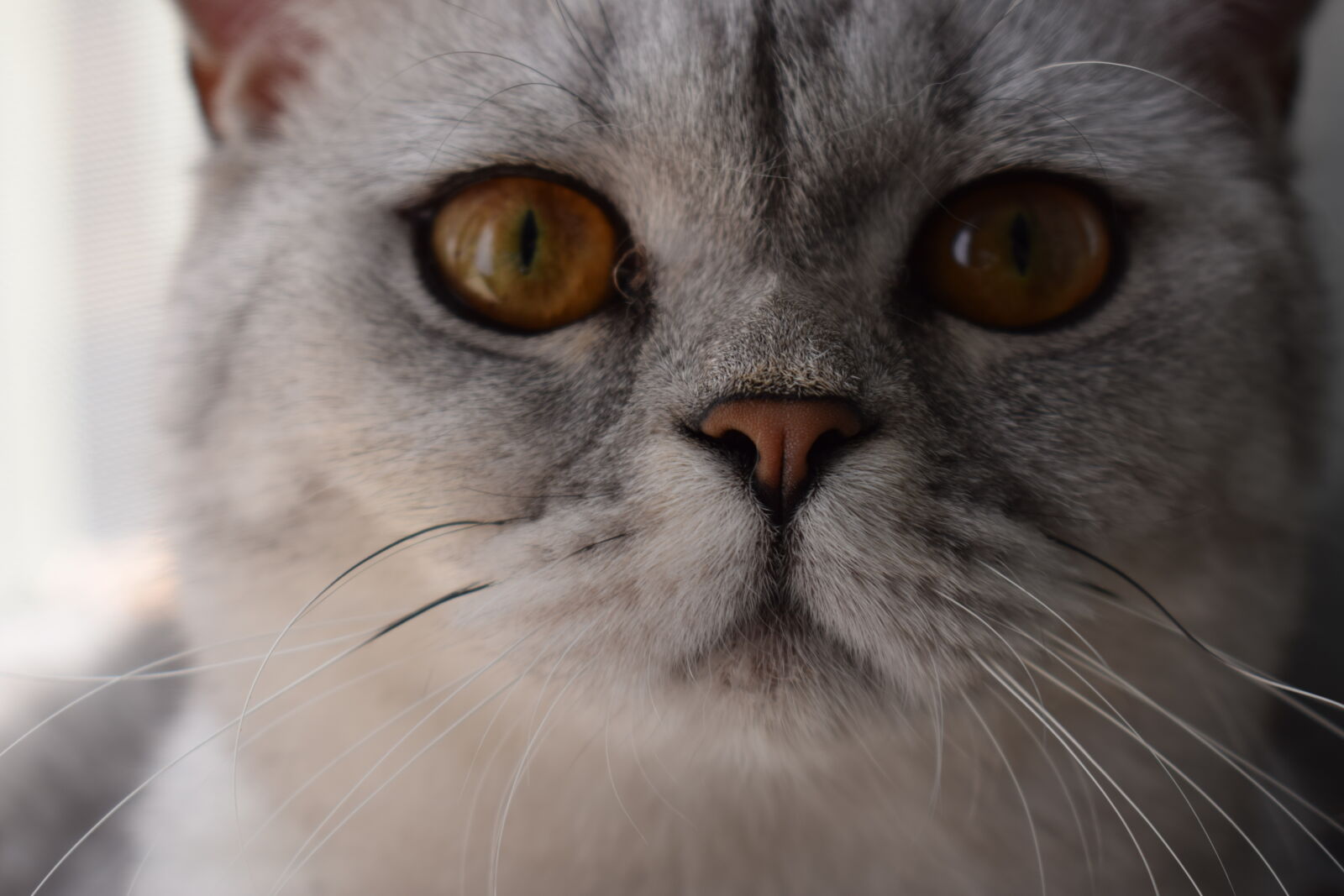 Nikon AF-P DX Nikkor 18-55mm F3.5-5.6G sample photo. Animal, animal, photography, animal photography