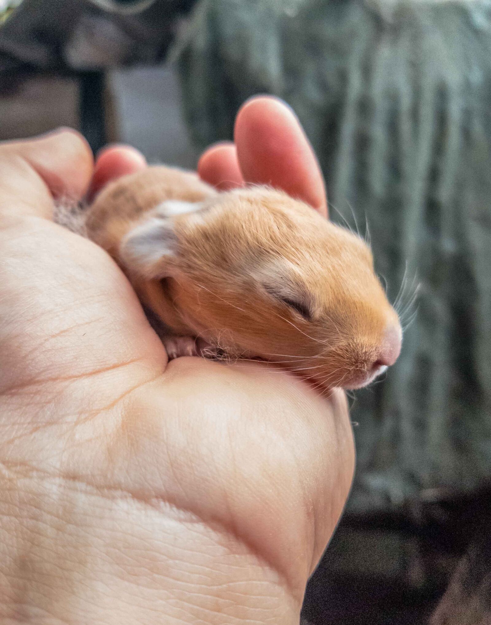 Samsung Galaxy S8+ Rear Camera sample photo. Baby, animals, nature photography