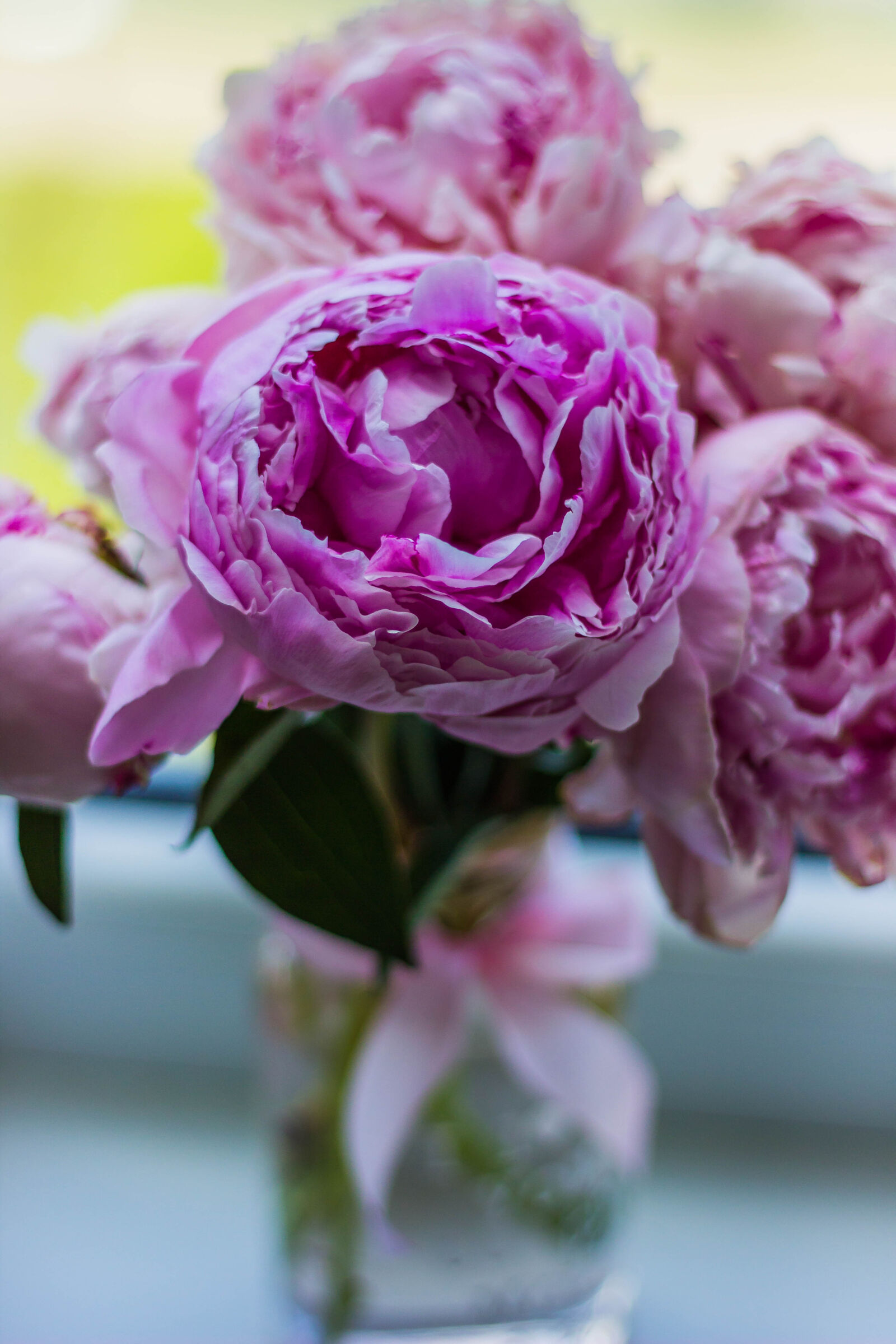 Canon EOS 600D (Rebel EOS T3i / EOS Kiss X5) + Canon EF 50mm F1.8 II sample photo. Purple, flower, buds photography