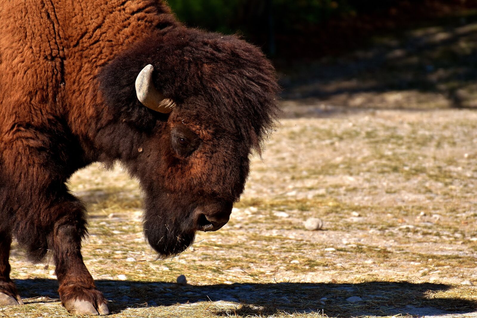 Nikon D7200 sample photo. Bison, beef, horned photography