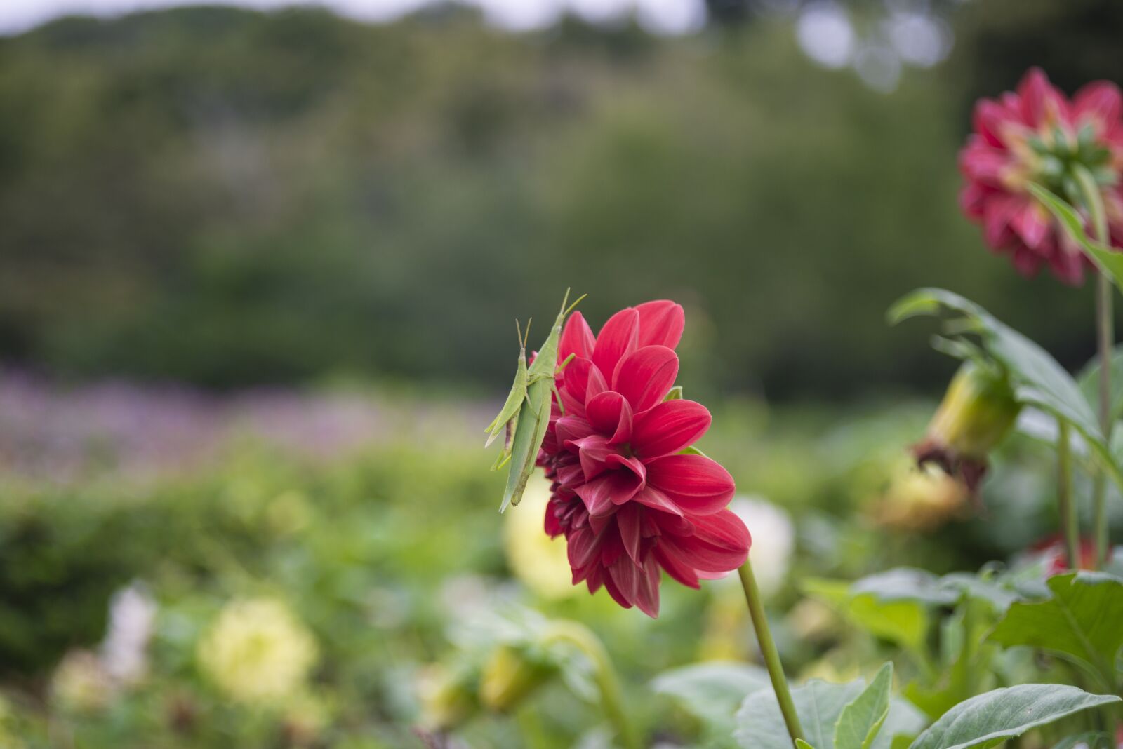 Nikon D600 sample photo. Flower, grasshopper, green grasshopper photography