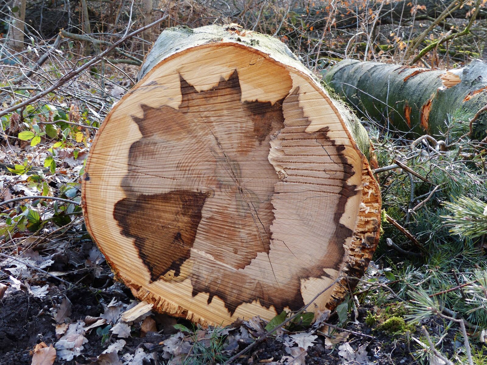 Panasonic Lumix DMC-FZ200 sample photo. Log, section, grain photography