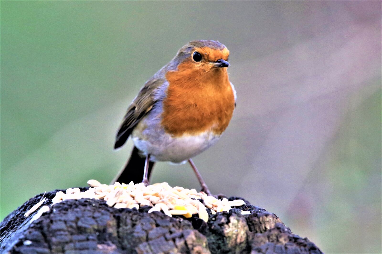Canon EOS 7D Mark II sample photo. Robin, robin redbreast, close photography