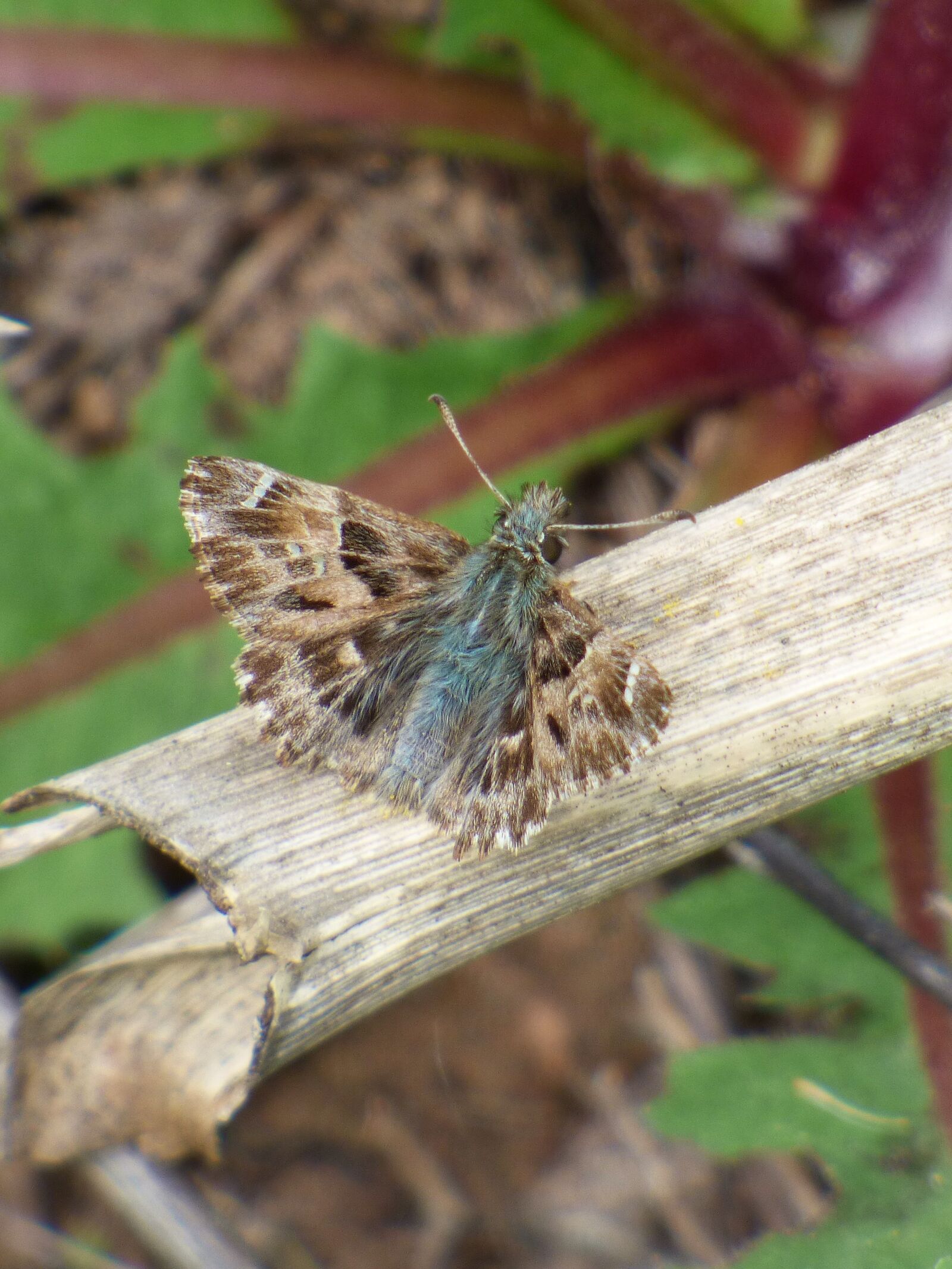 Panasonic Lumix DMC-FZ70 sample photo. Carcharodus alceae, butterfly, lepidopteran photography