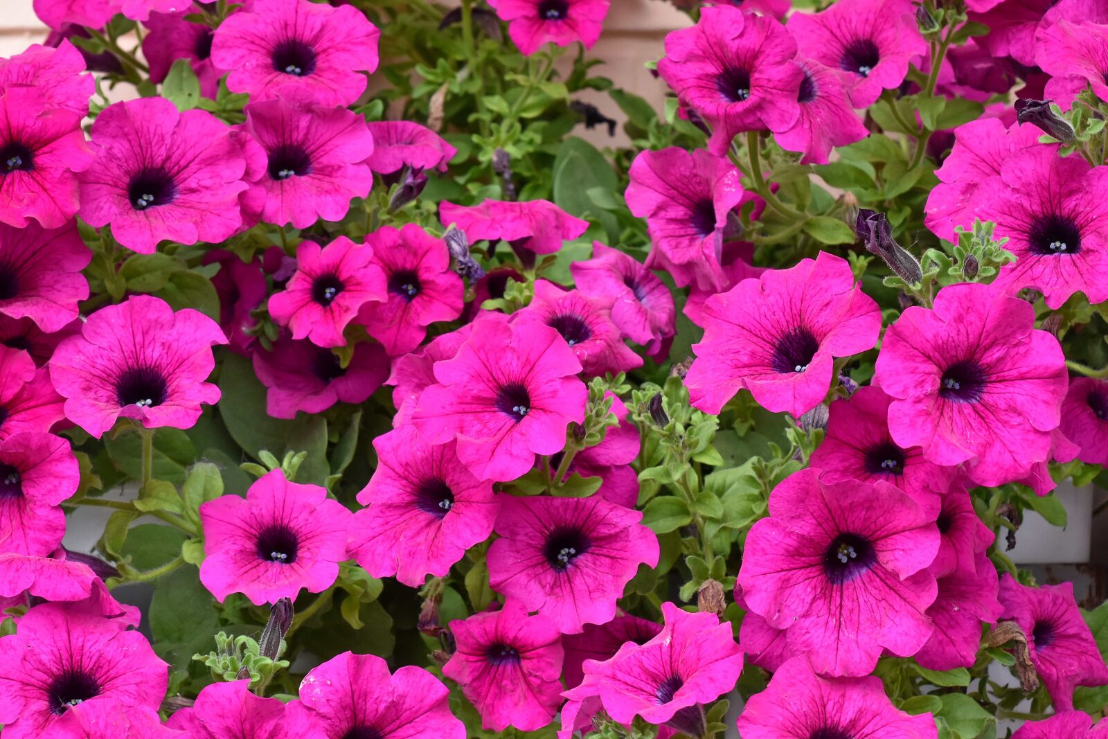Nikon D5500 sample photo. Flora, summer, petunia, flower photography