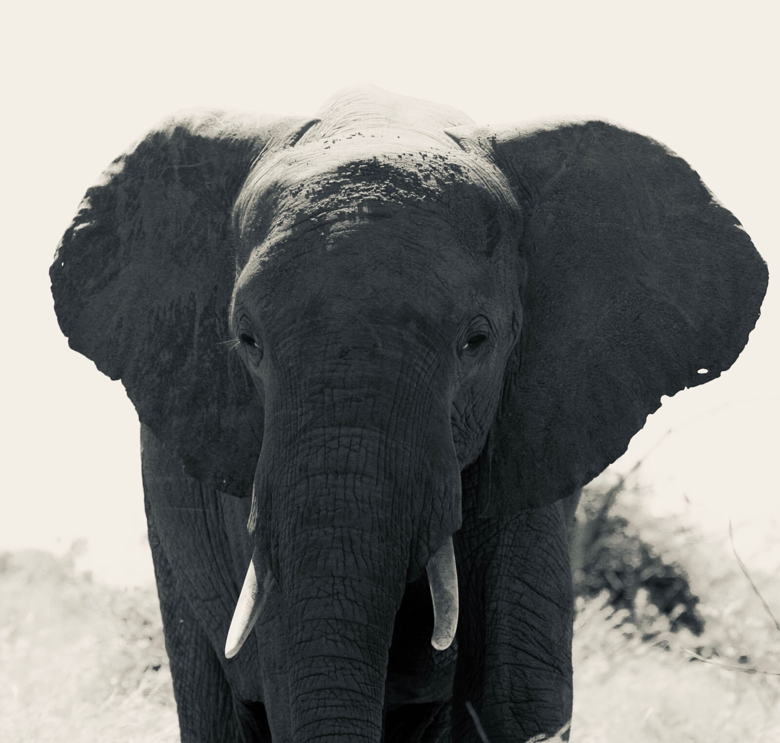 Canon EOS 70D + Canon EF 70-200mm F4L IS USM sample photo. Elephant, south africa, safari photography