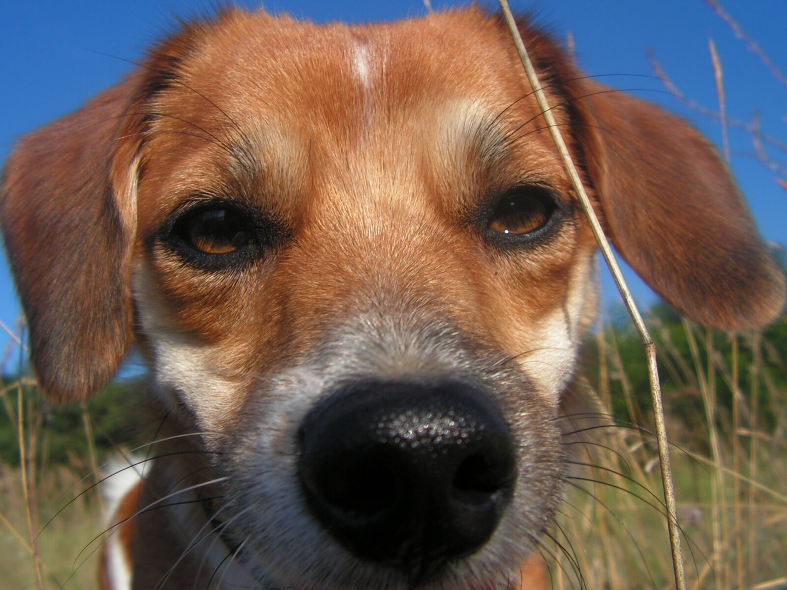 KONICA MINOLTA DiMAGE Z10 sample photo. Dog, łep, the nose photography