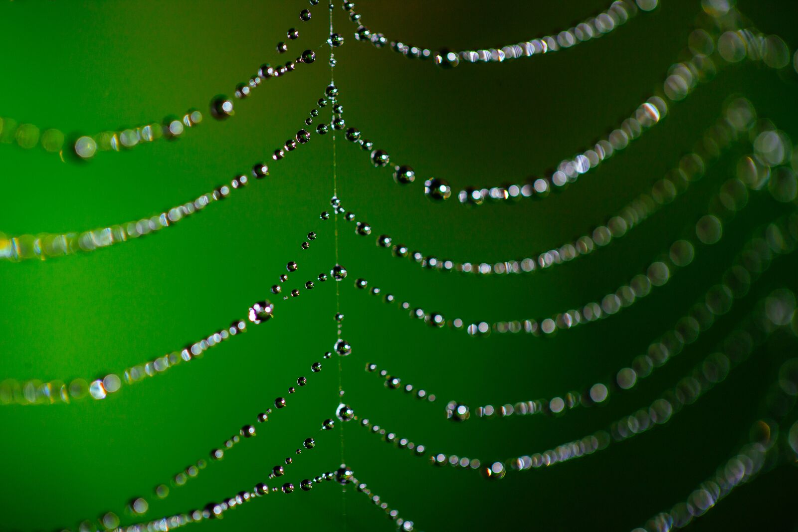 Canon EF 100mm F2.8L Macro IS USM sample photo. Spider web, bokeh, dew photography
