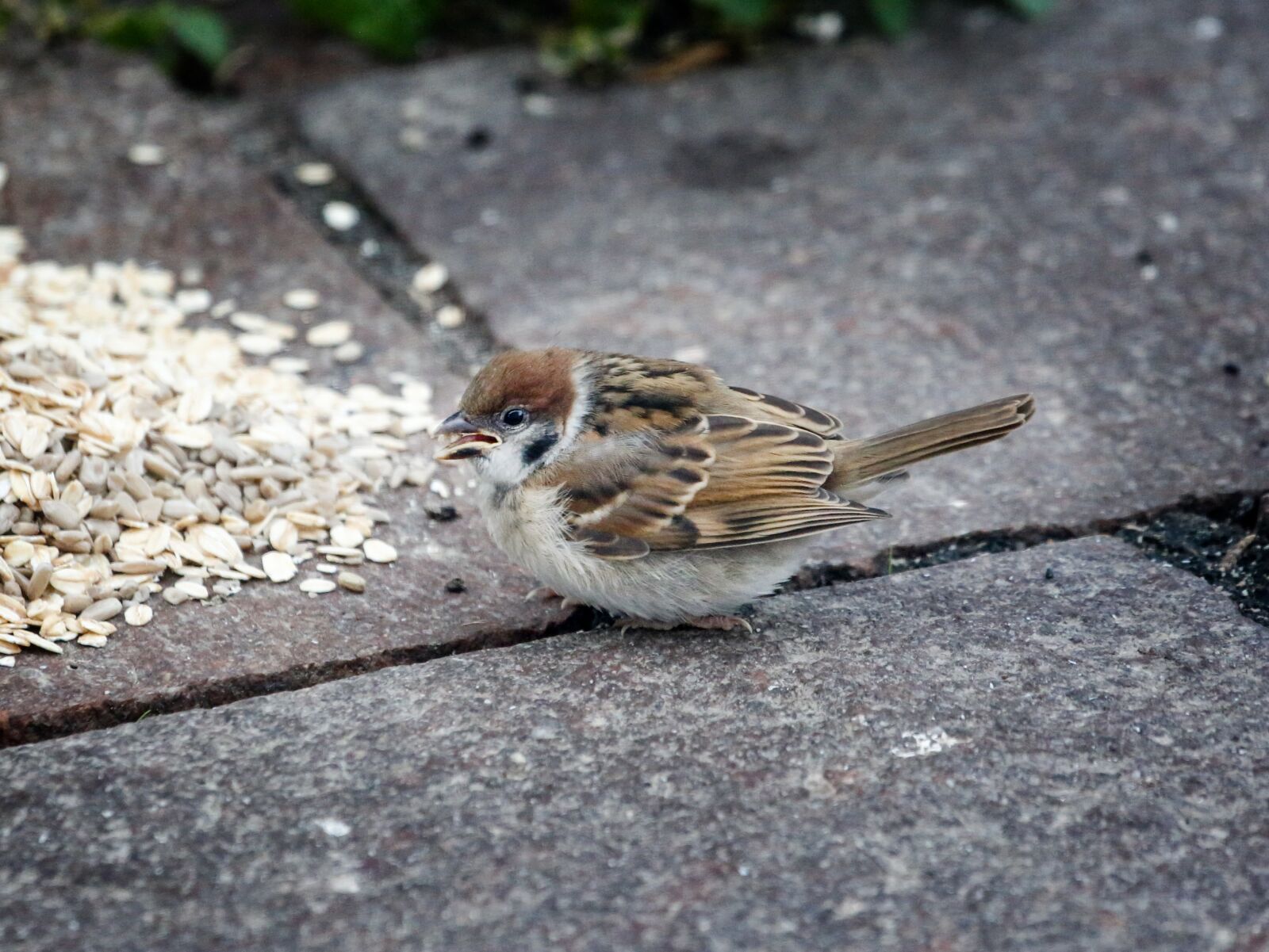 Canon EF 100-400mm F4.5-5.6L IS USM sample photo. Sparrow, sperling, young photography