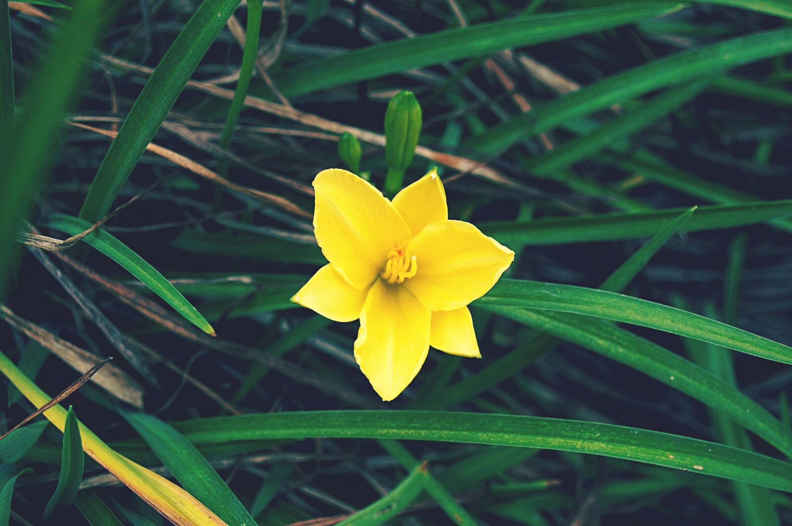 Nikon D3100 sample photo. Yellow, flower, spring photography