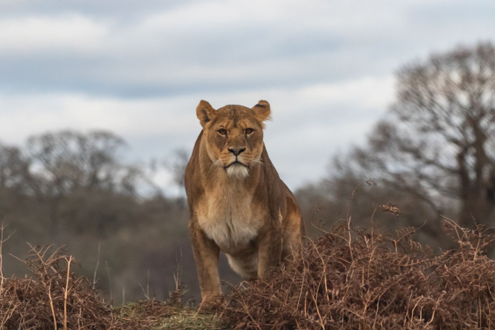 Canon EOS 7D Mark II sample photo. Lioness, mother, hunter photography