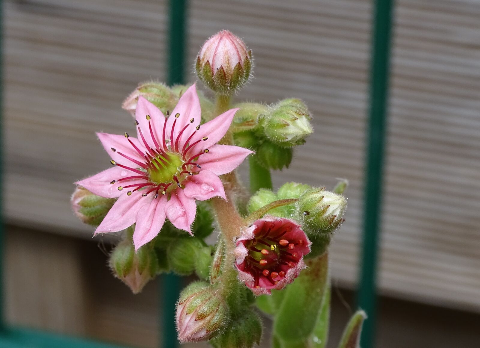 Sony Cyber-shot DSC-HX400V sample photo. Houseleek, dachwurz, succulent photography