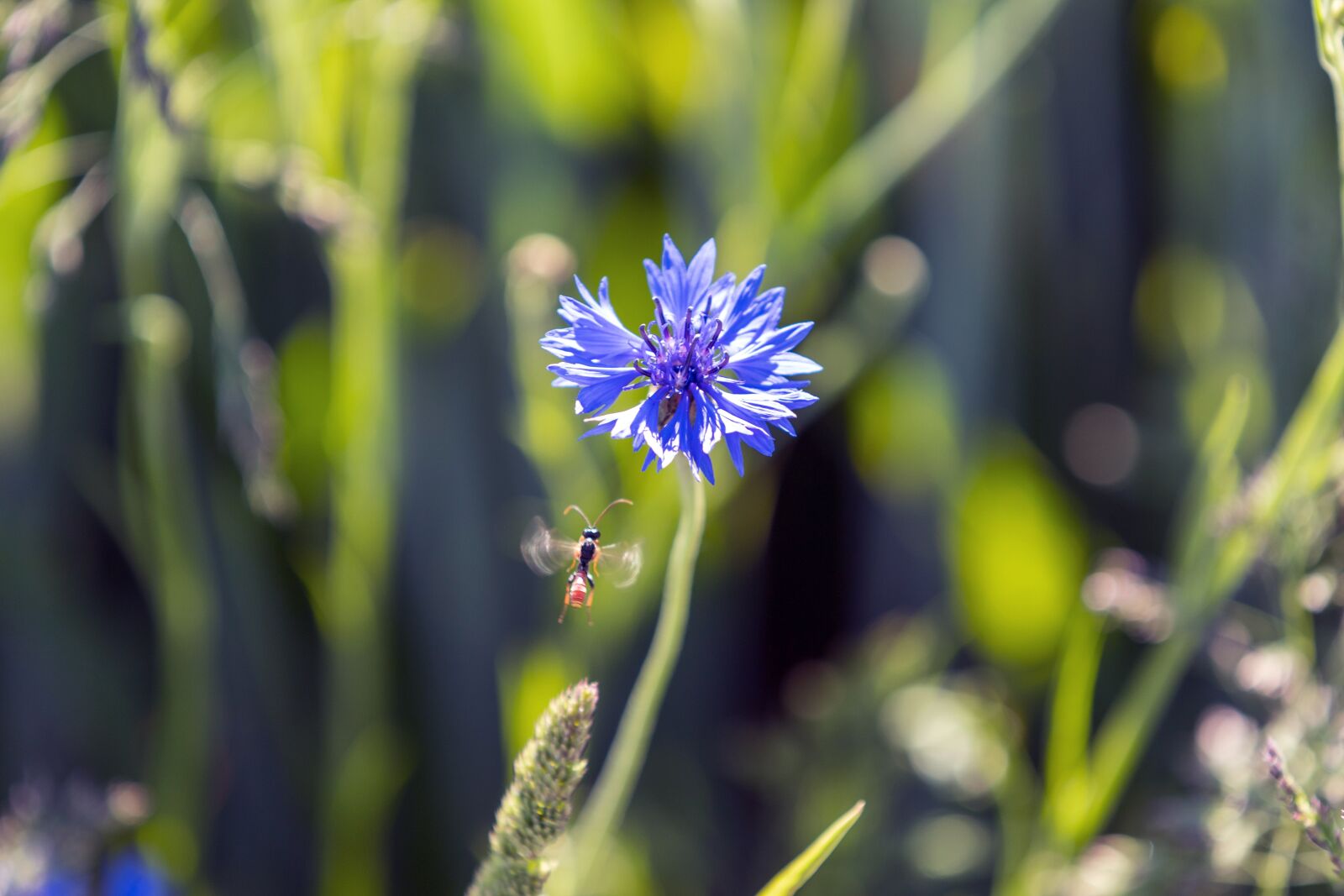 Canon EOS 6D Mark II sample photo. Insect, flower, flight photography