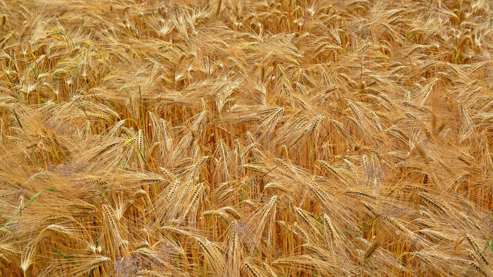 Nikon D5200 sample photo. Cereals, grain, field photography