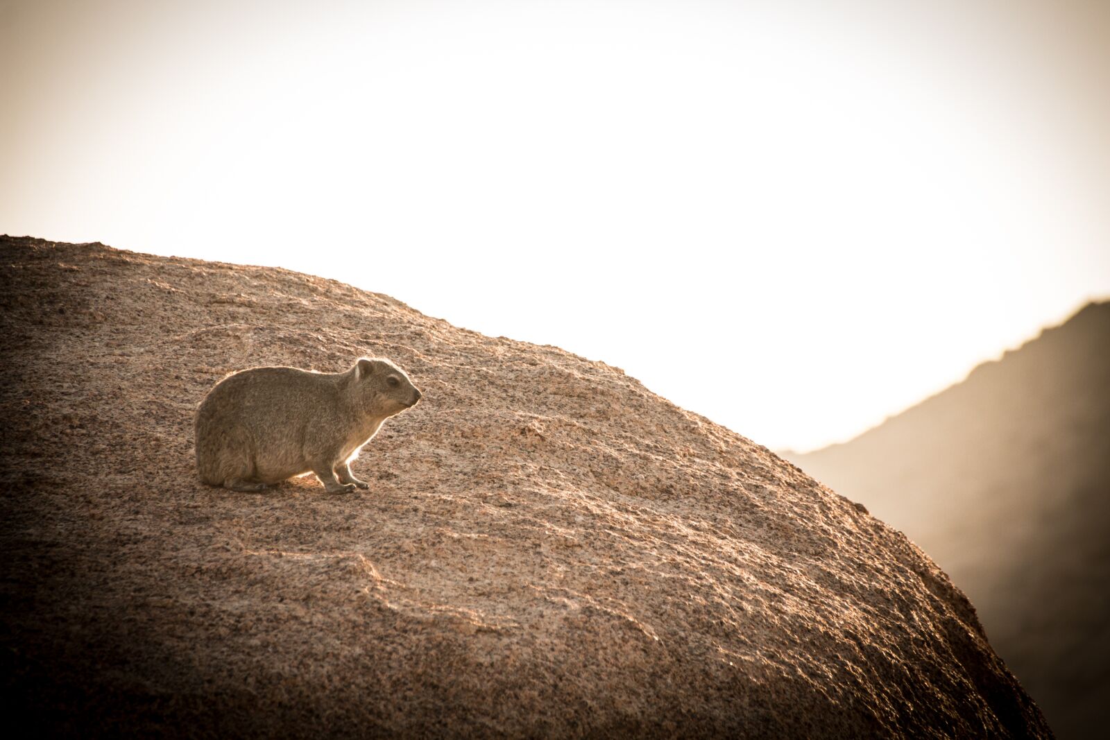 Canon EOS 650D (EOS Rebel T4i / EOS Kiss X6i) sample photo. Namibia, wildlife, africa photography
