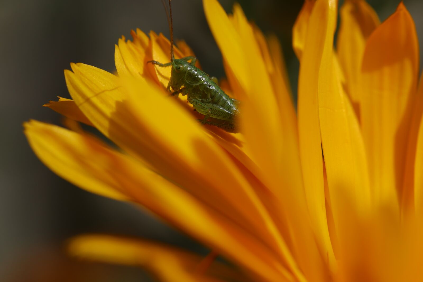 Canon EOS 250D (EOS Rebel SL3 / EOS Kiss X10 / EOS 200D II) sample photo. Grasshopper, insect, flower photography