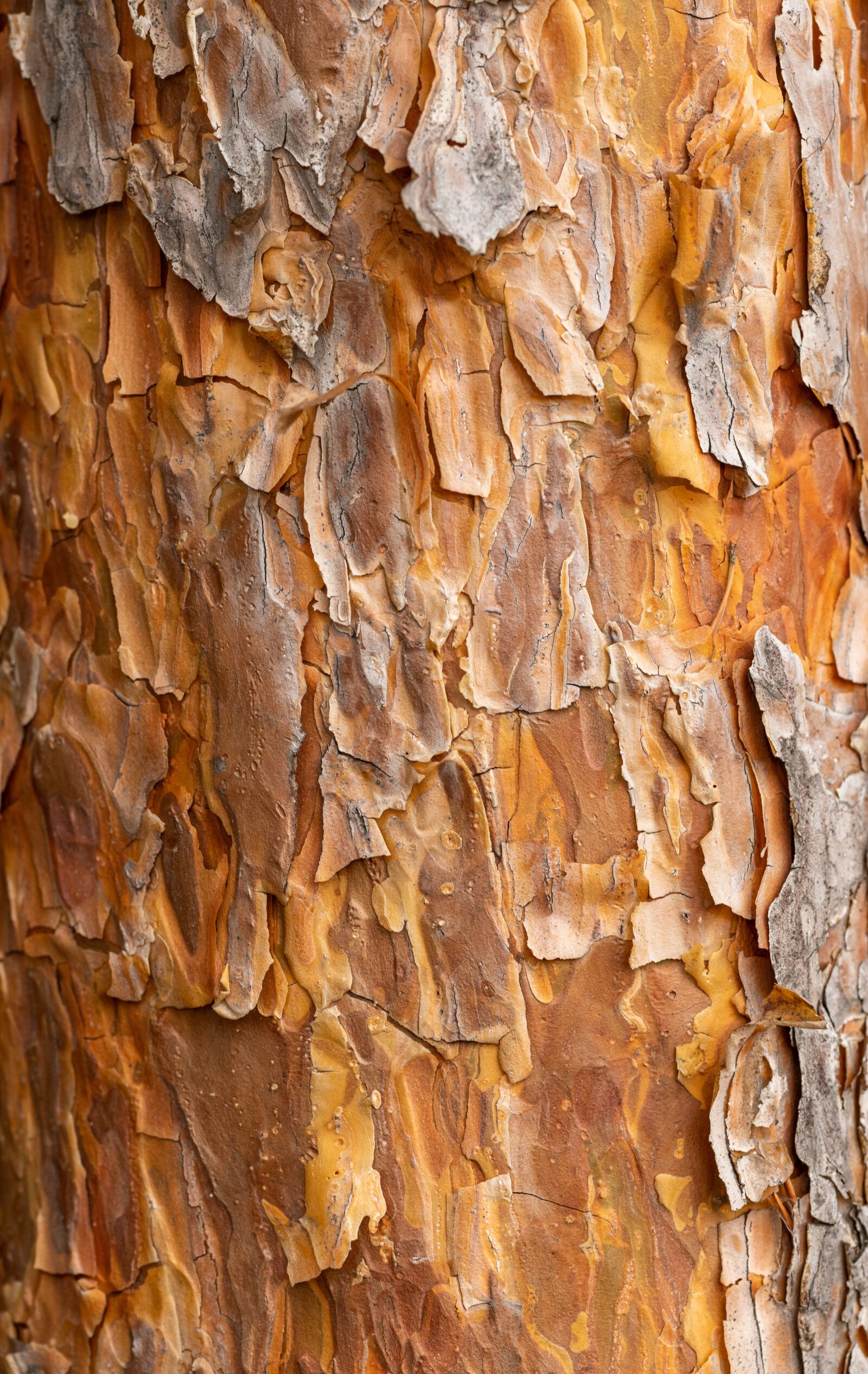 Nikon D850 sample photo. Texture, bark, tree photography