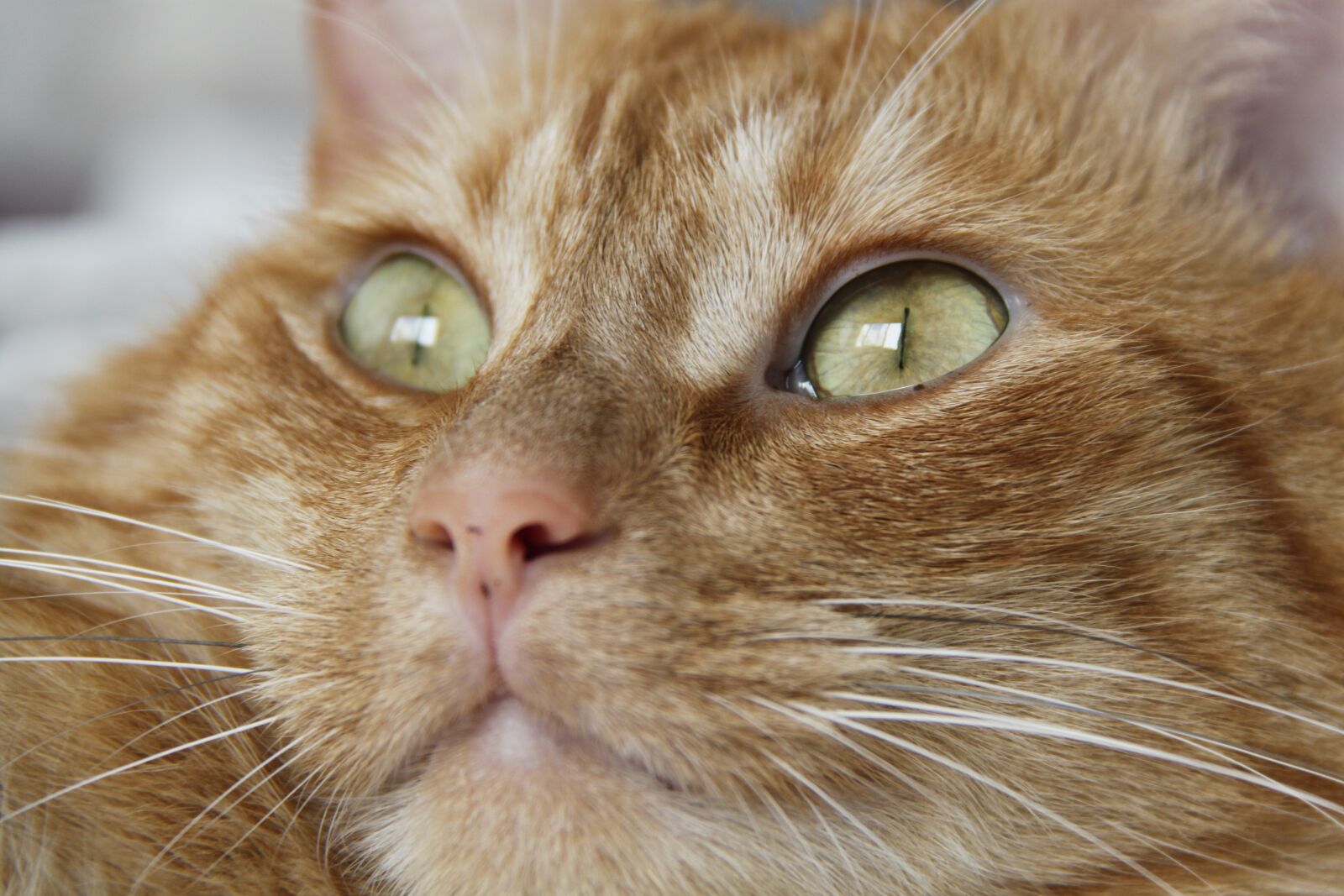 Canon EOS 500D (EOS Rebel T1i / EOS Kiss X3) sample photo. Cat, pet, animals photography
