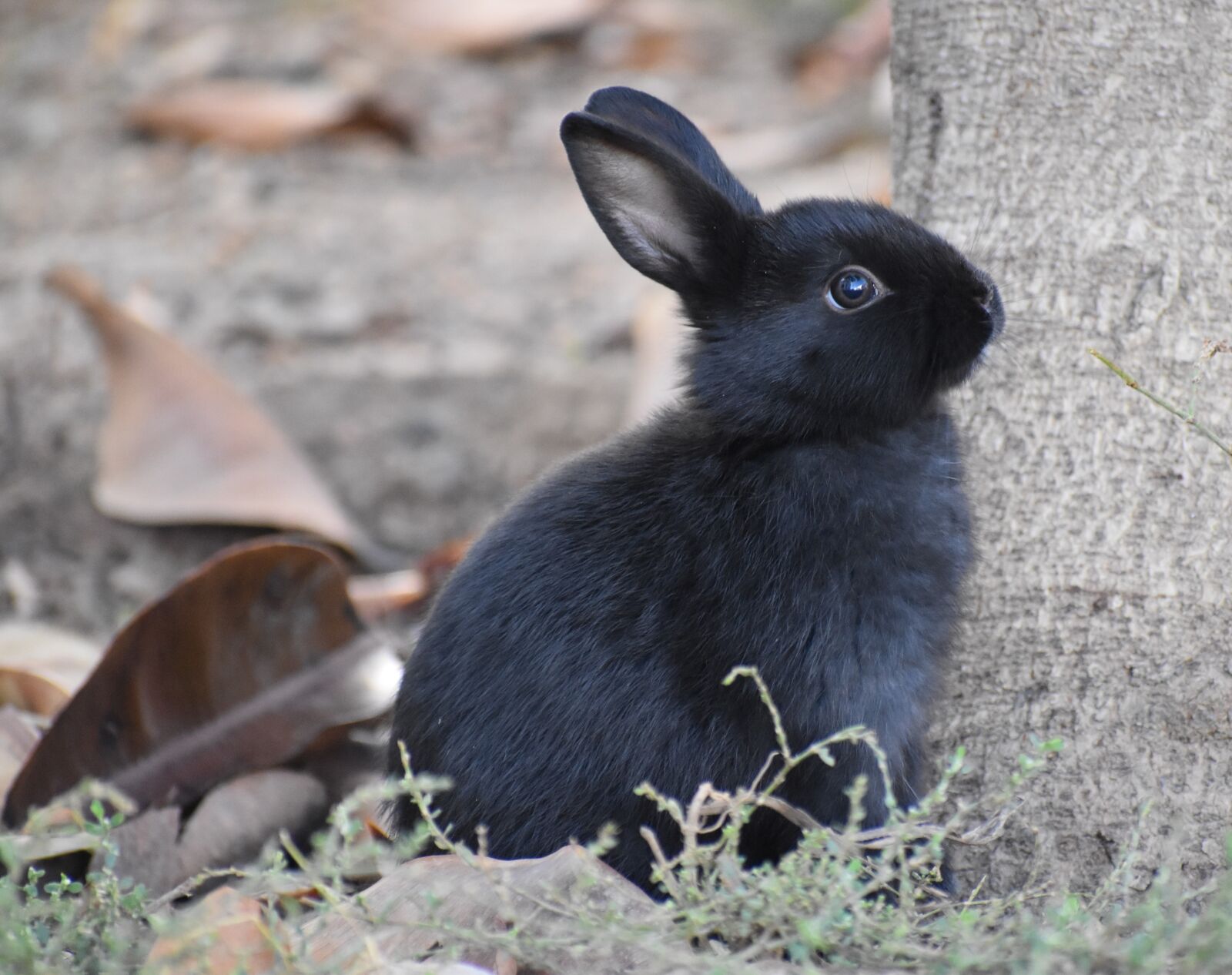 Nikon D5500 sample photo. Wildlife, animal, mammal photography