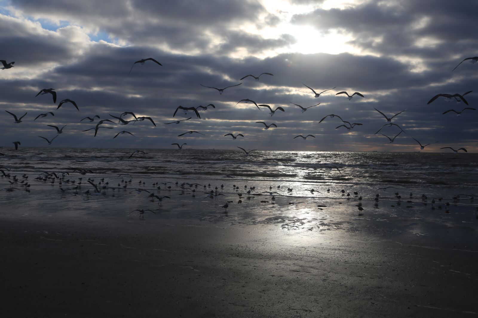 Canon EF 24-105mm F4L IS USM sample photo. Seagull, sea, beach photography