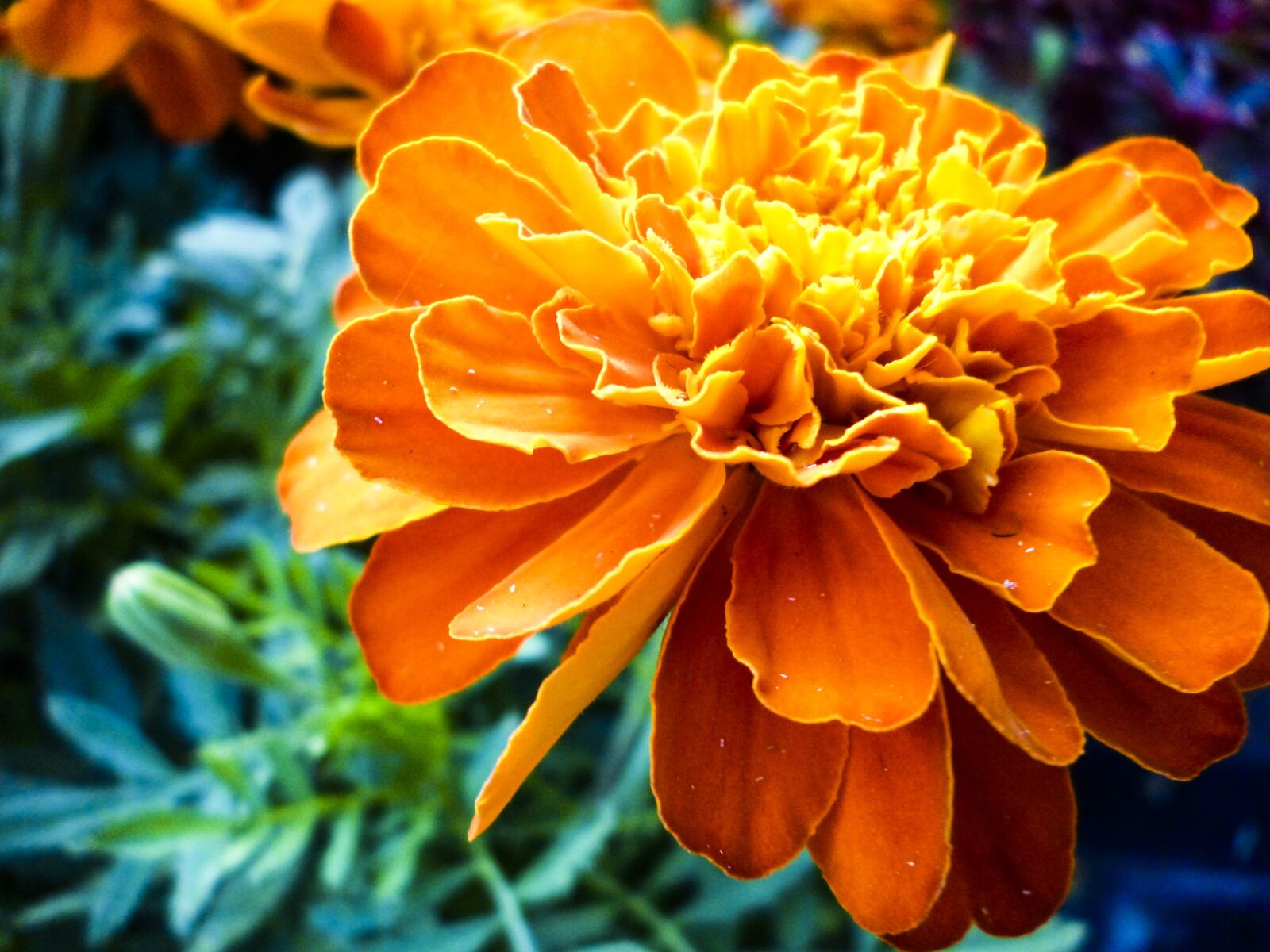 Panasonic DMC-S3 sample photo. Flower, orange, bloom photography