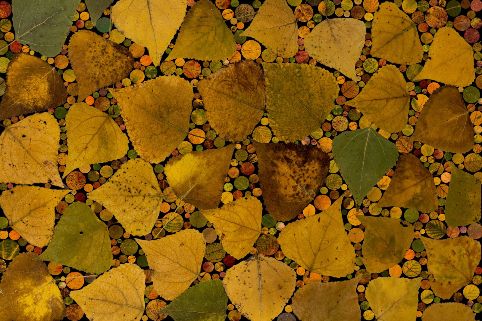 Canon EF-S 60mm F2.8 Macro USM sample photo. Leaves, coloring, composition photography