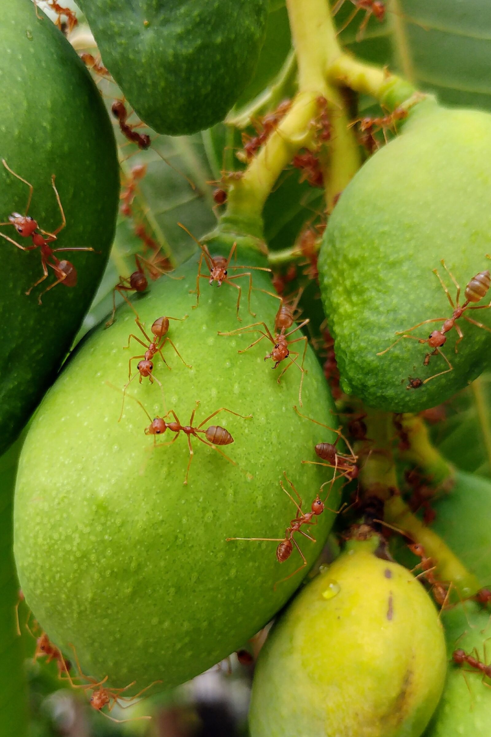 LG G5 sample photo. Fire ants, red ants photography