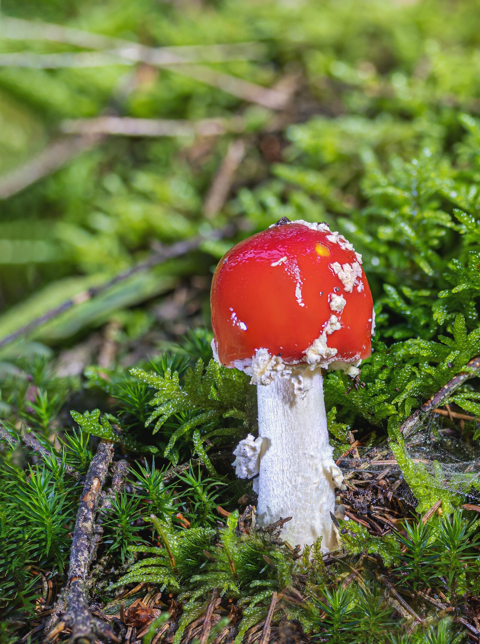 Canon EF-S 60mm F2.8 Macro USM sample photo. Fly agaric, small, mushroom photography