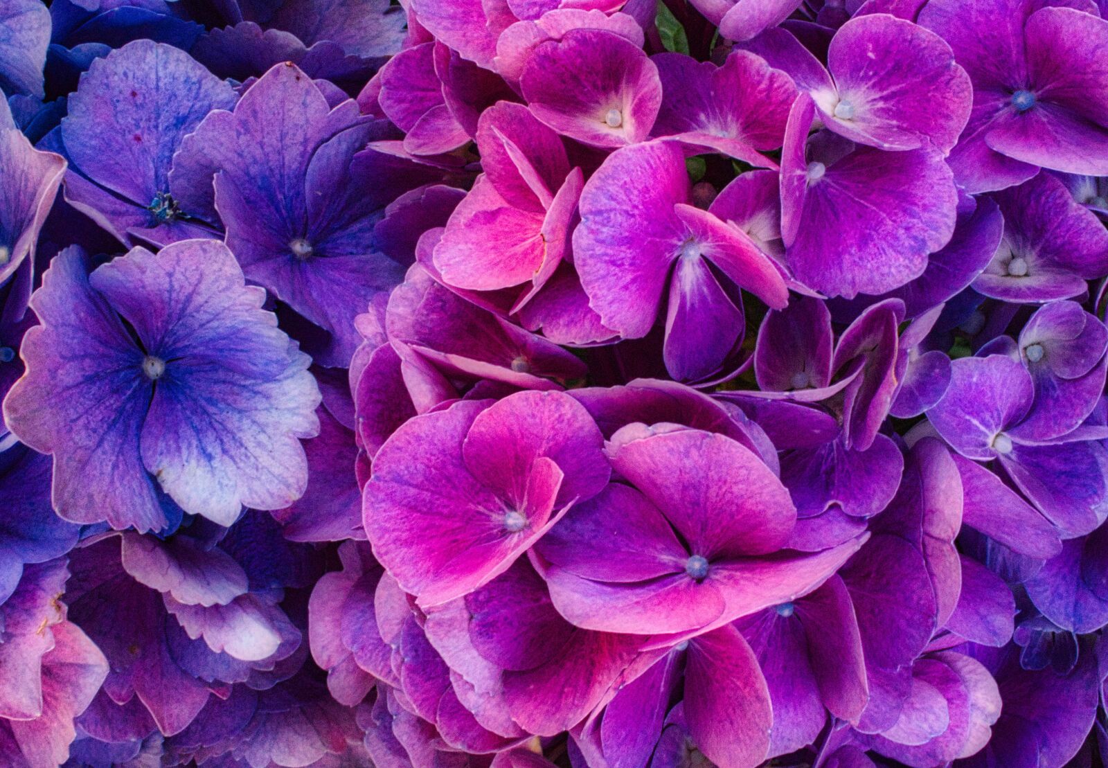 Canon EF-S 24mm F2.8 STM sample photo. Hydrangea flower, blossom, bloom photography