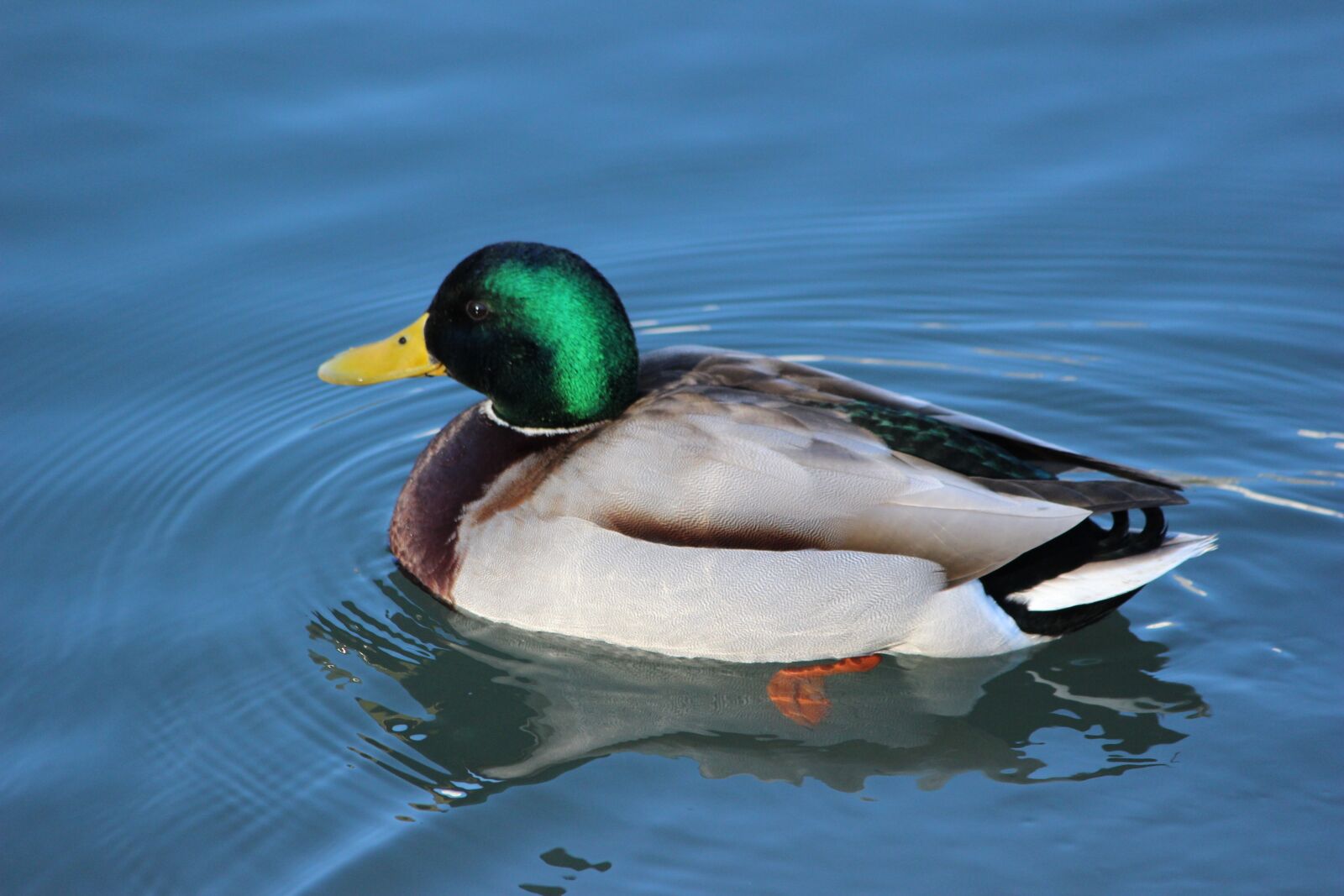 Canon EOS 600D (Rebel EOS T3i / EOS Kiss X5) sample photo. Duck, puddle, lake photography