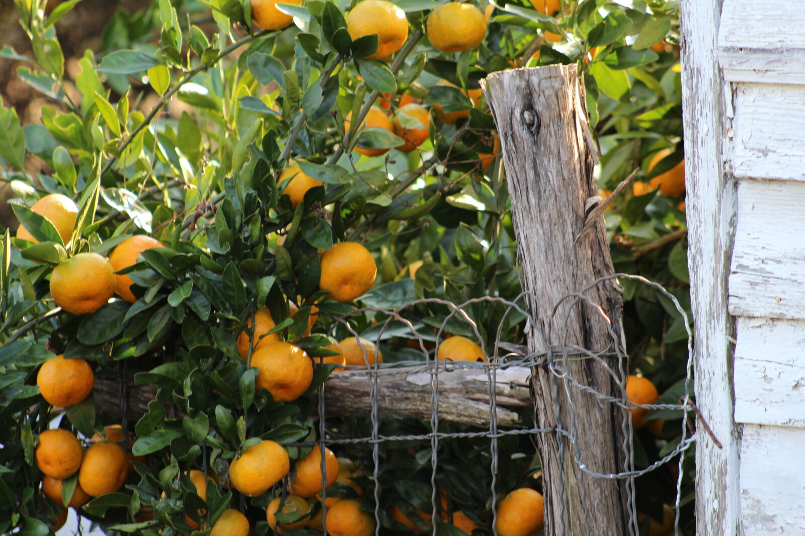 Canon EF 75-300mm f/4-5.6 sample photo. Texas, farm, satsuma, oranges photography