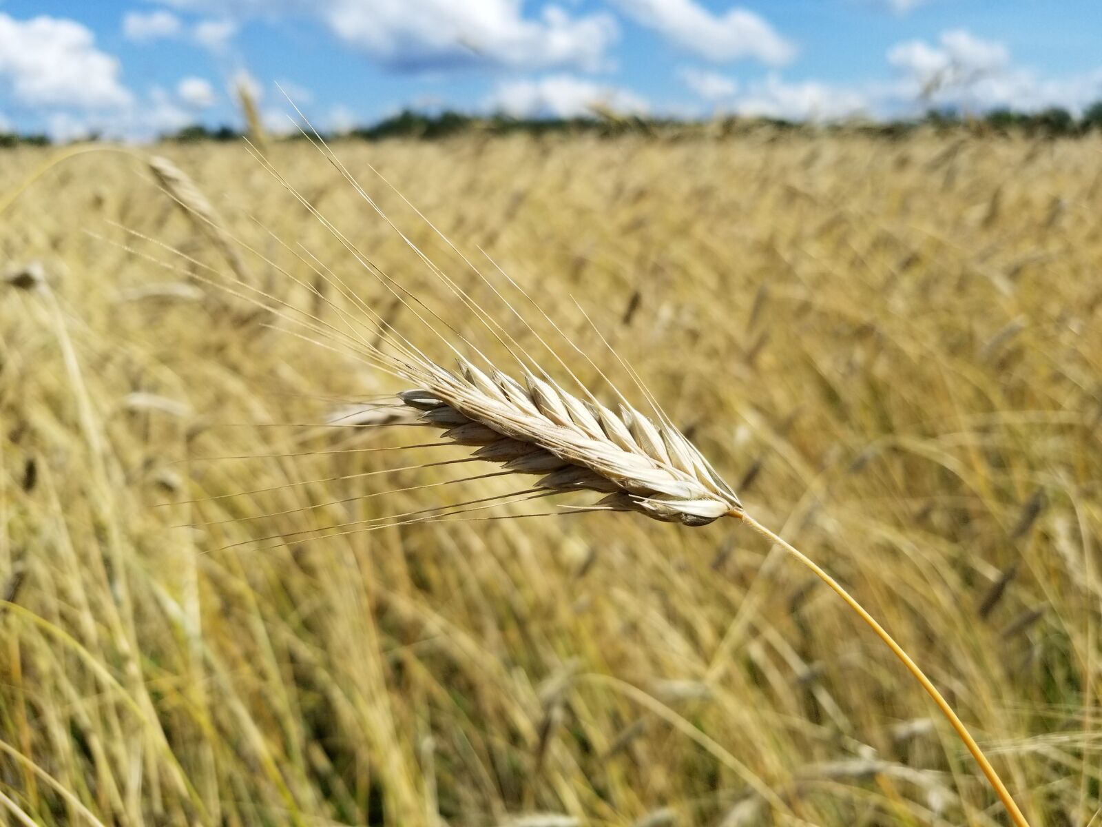 Samsung Galaxy S8+ sample photo. Wheat, grain, field photography