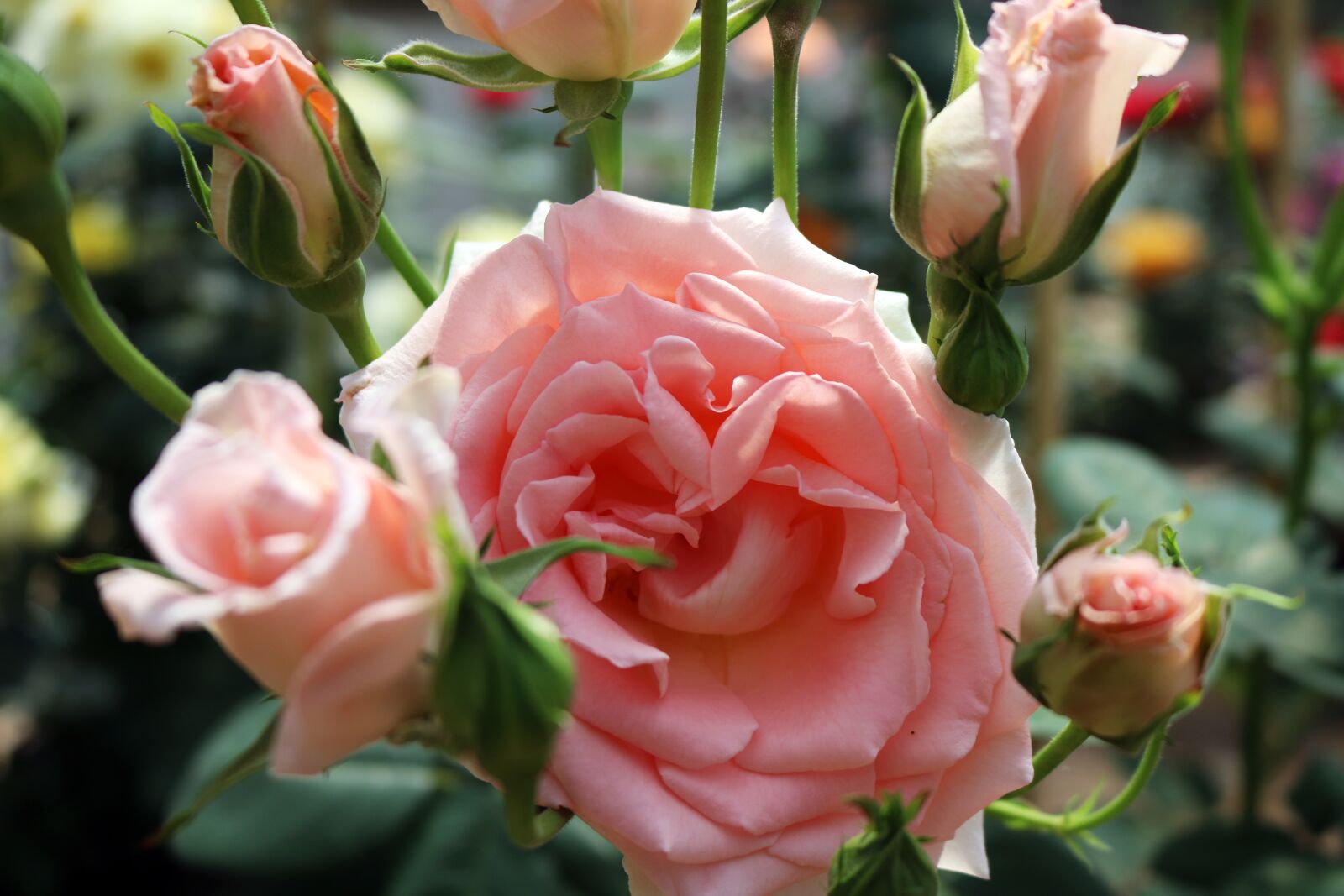 Canon EOS 750D (EOS Rebel T6i / EOS Kiss X8i) sample photo. Pink, flowers, yellow photography