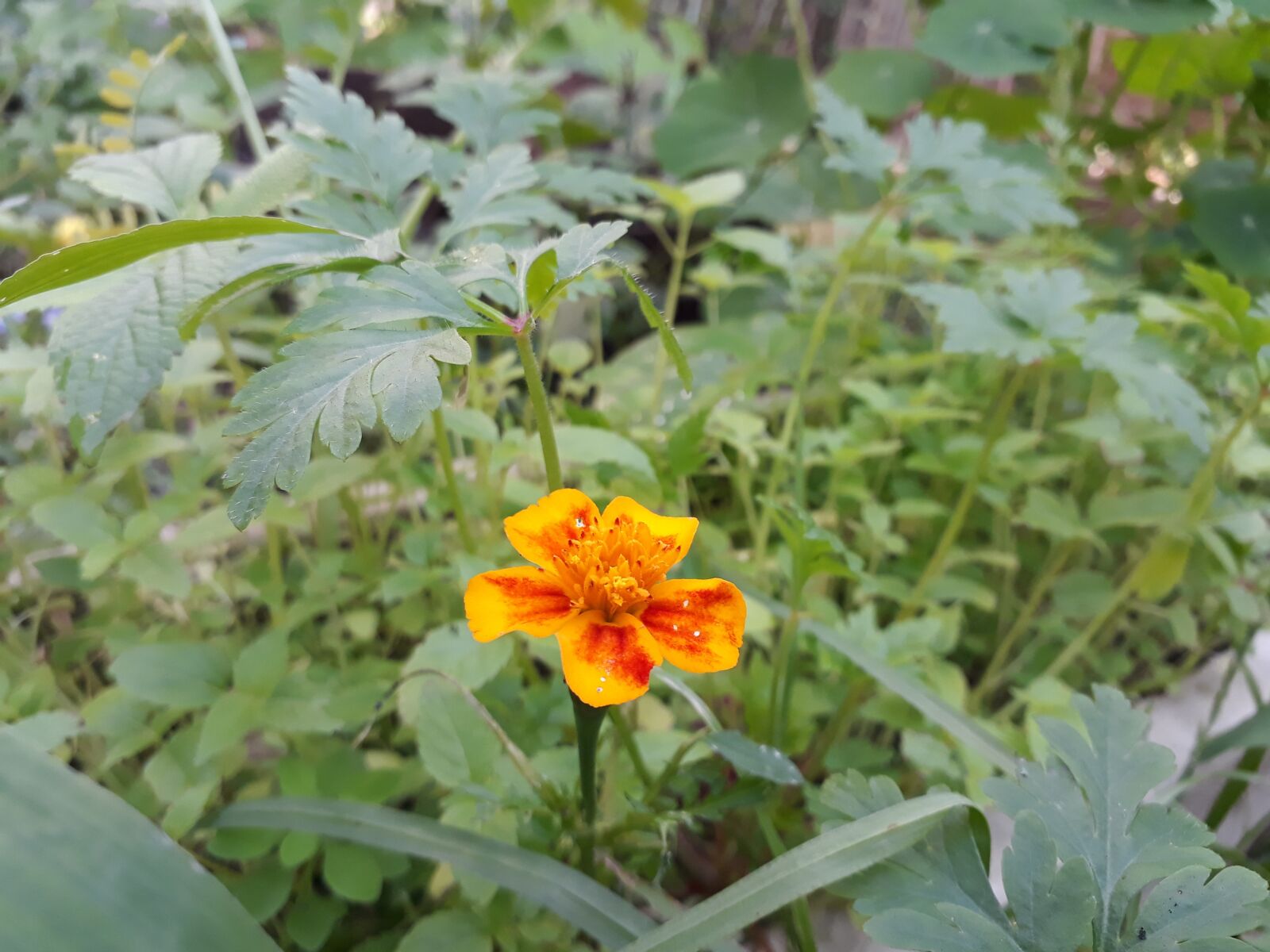 Samsung Galaxy J5 Prime sample photo. Marigold, calendula, flower photography