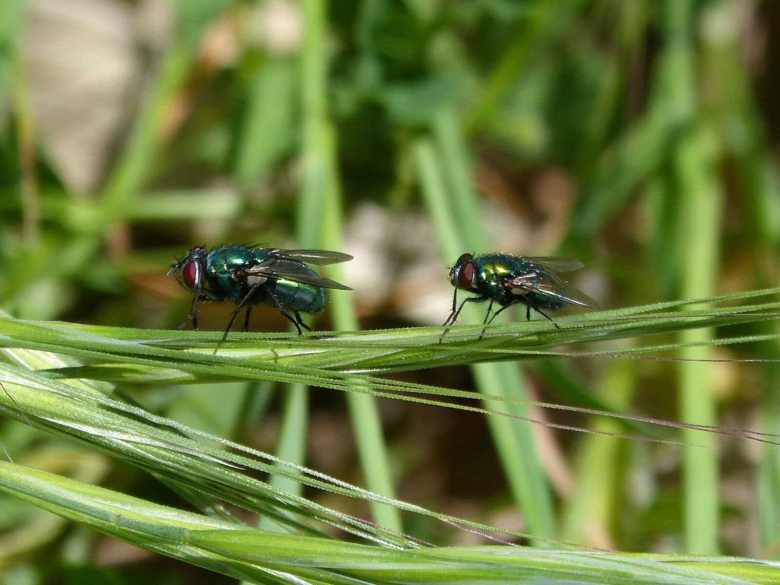 Panasonic DMC-FZ62 sample photo. Calliphora vicina, greenfly, fly photography