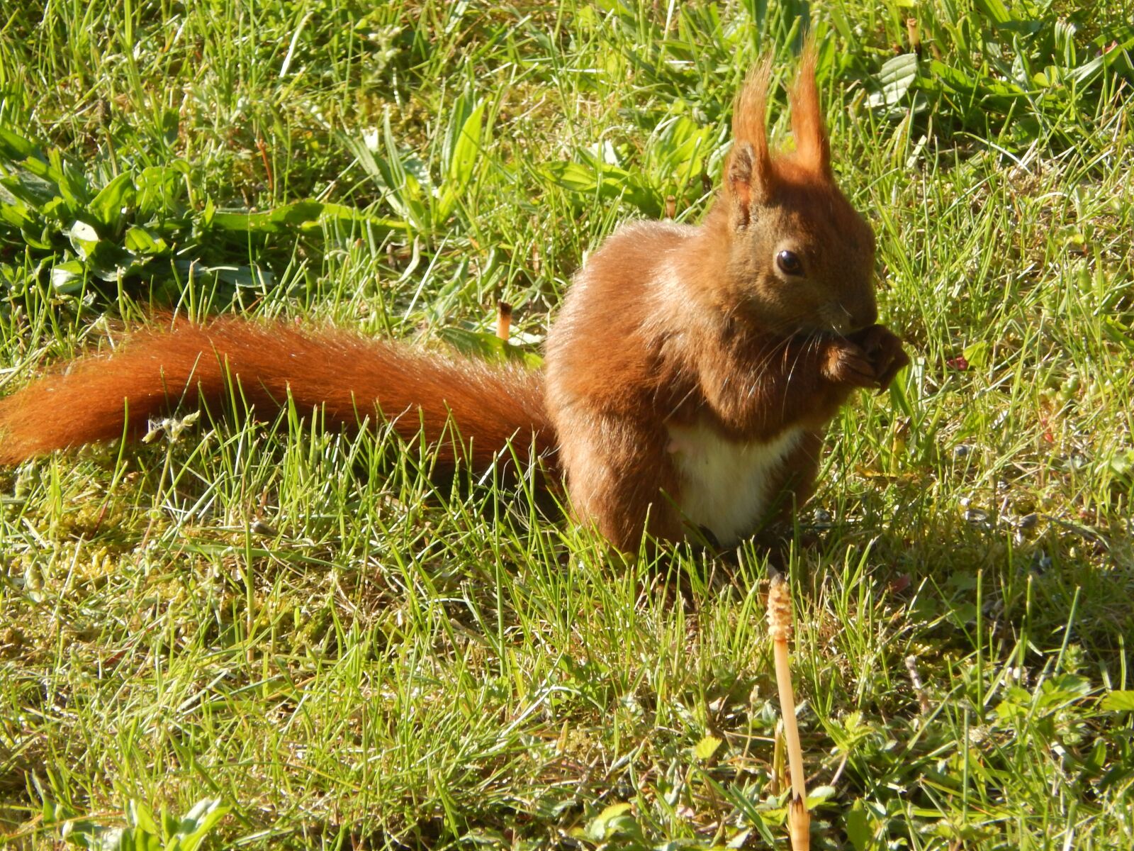 Nikon Coolpix L820 sample photo. Squirrel, small animal, furry photography