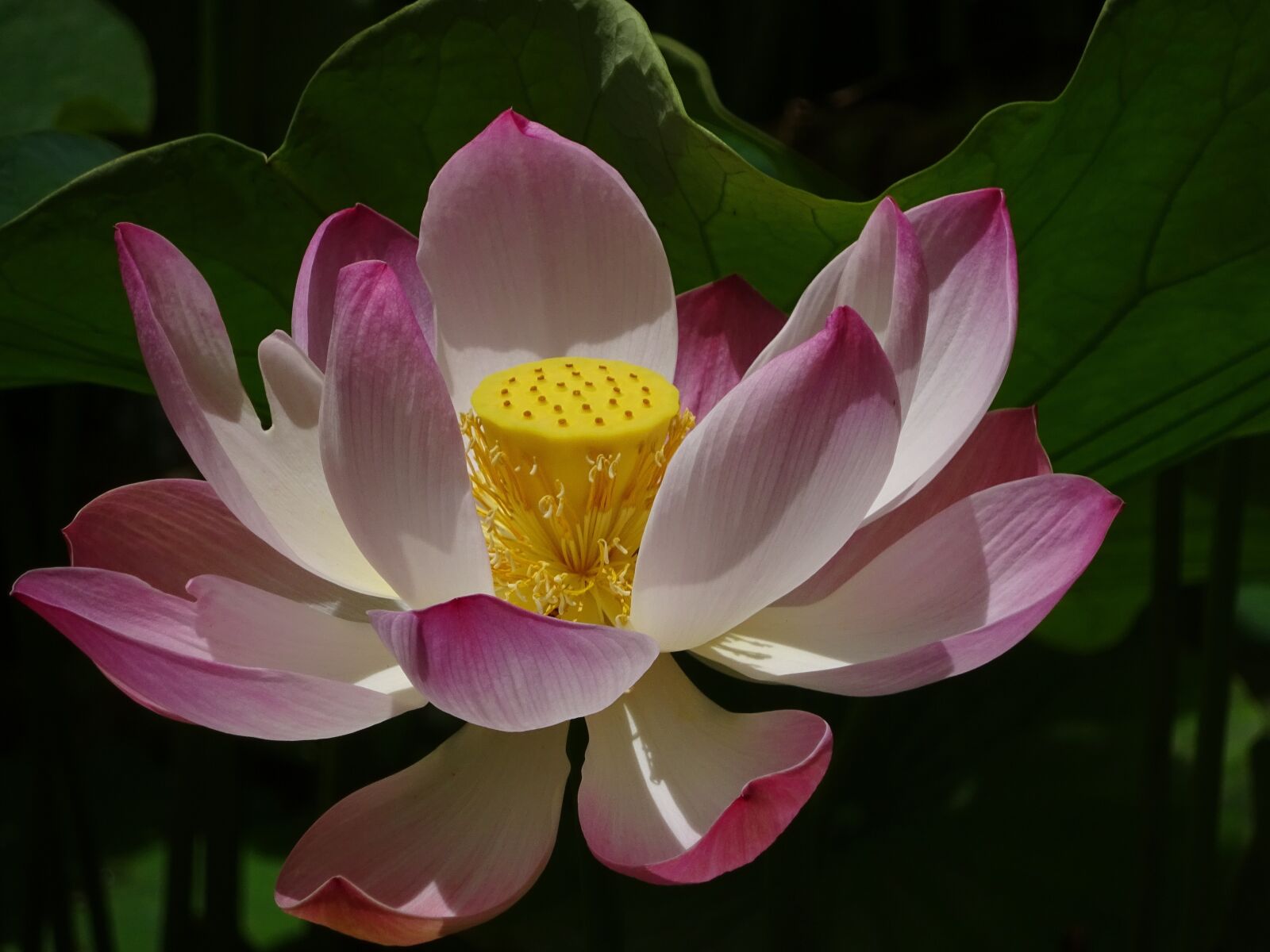 Sony Cyber-shot DSC-WX350 sample photo. Lotus flower, flower, plant photography