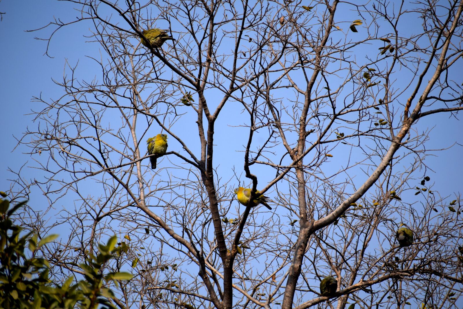 Nikon D3300 sample photo. Tree, branch, bird photography
