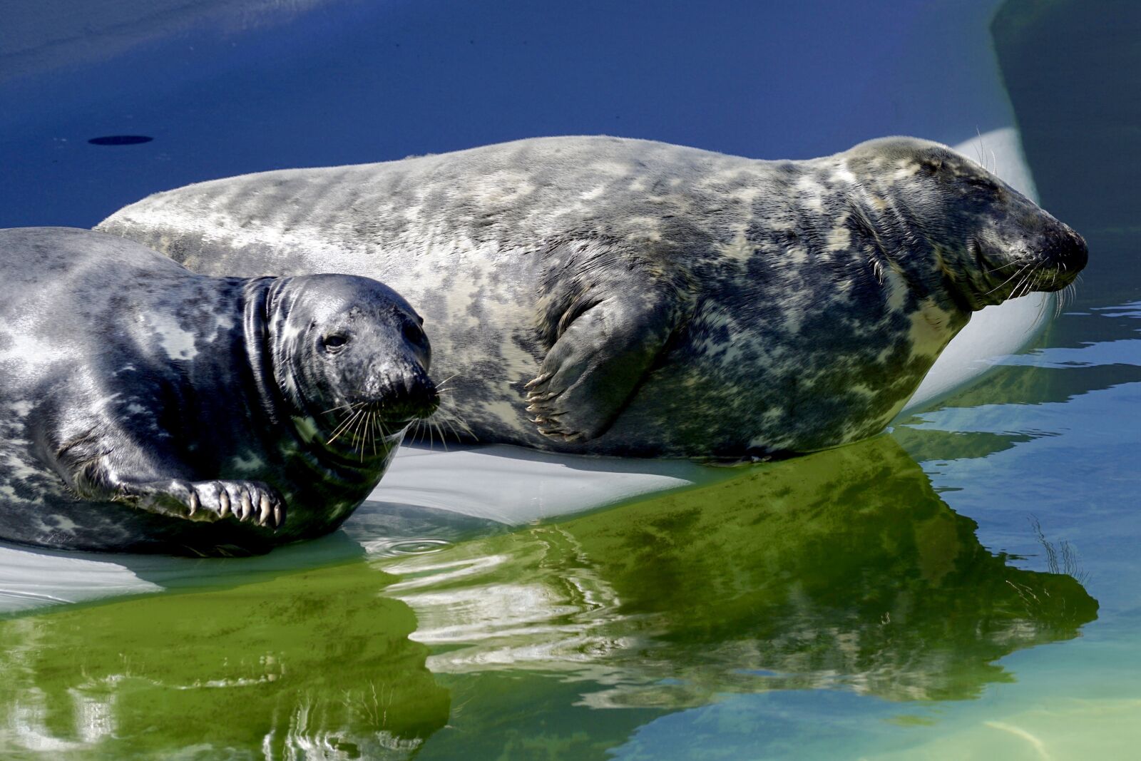 Sony DT 55-300mm F4.5-5.6 SAM sample photo. Seal, aquarium, water photography