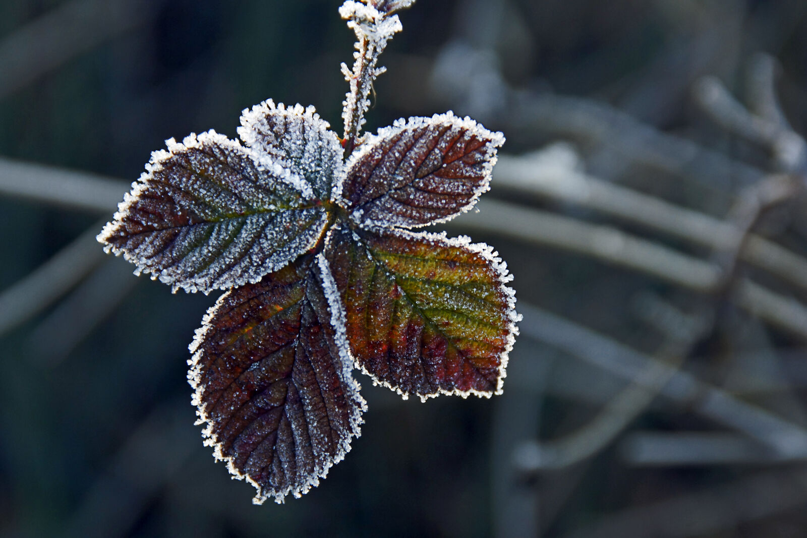 Sony SLT-A65 (SLT-A65V) + Sony DT 18-200mm F3.5-6.3 sample photo. Frame, frost, leaf photography