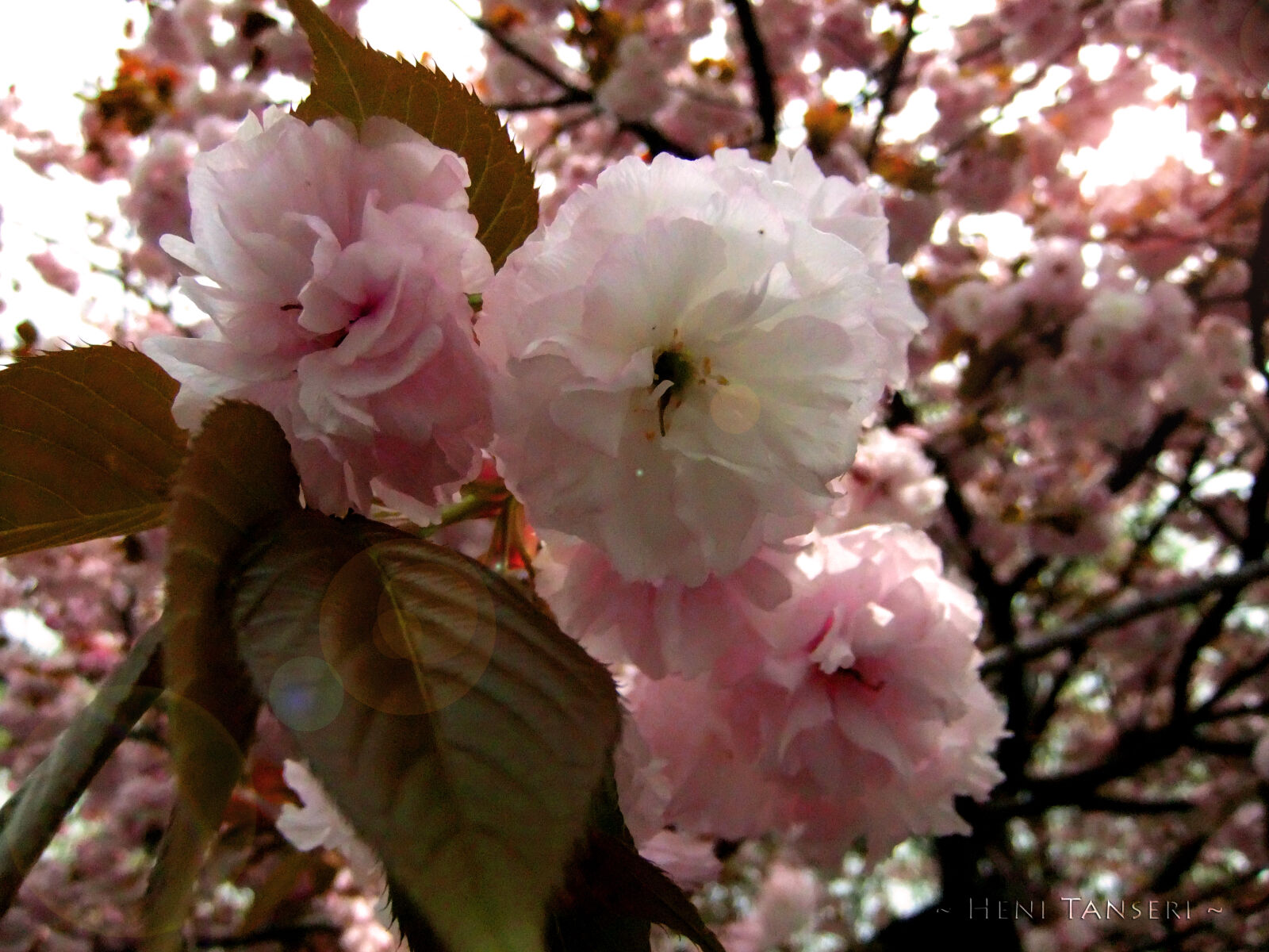 FujiFilm FinePix F70EXR (FinePix F75EXR) sample photo. Flowers photography