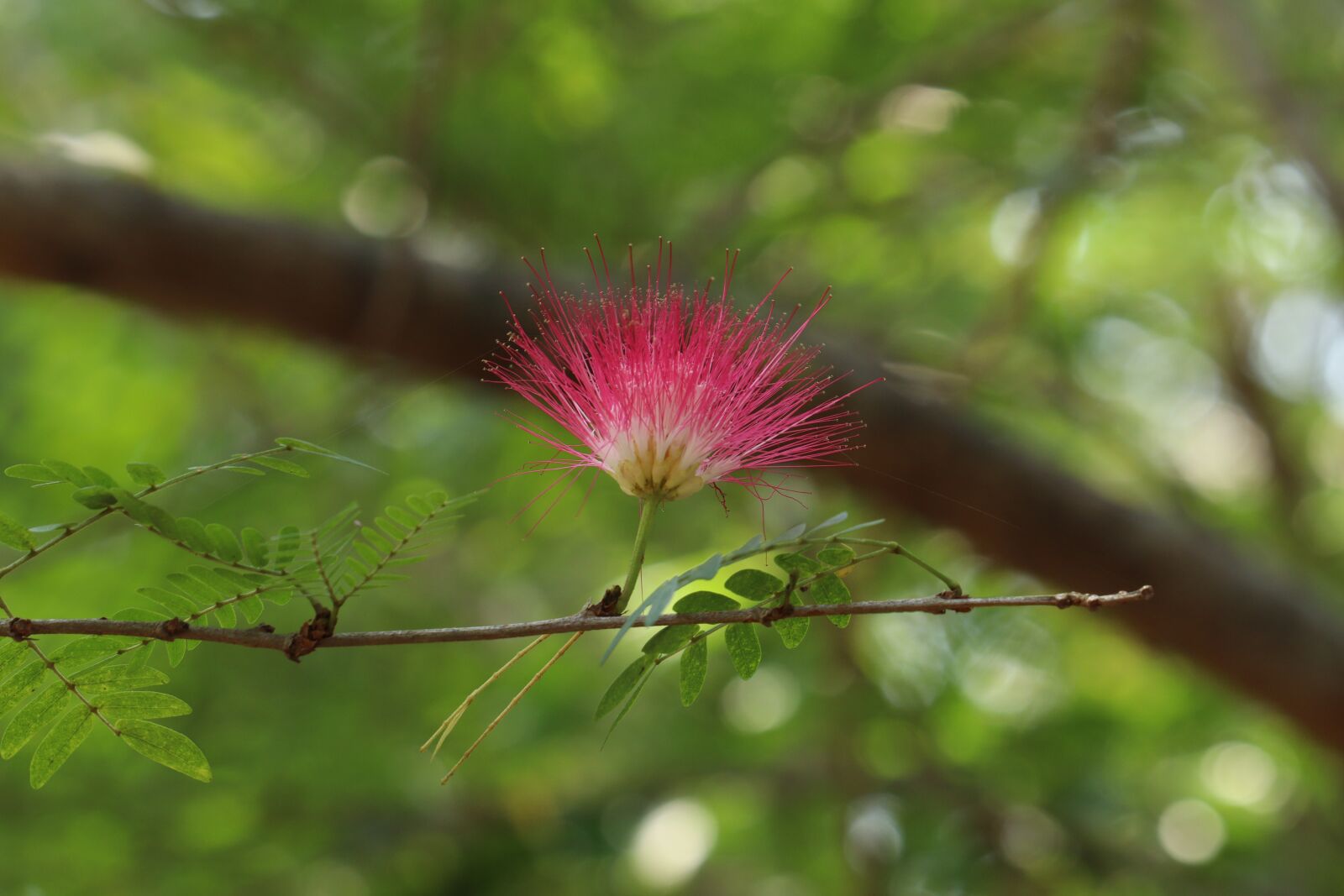 Canon EOS 250D (EOS Rebel SL3 / EOS Kiss X10 / EOS 200D II) sample photo. Kerala, nature, brush flower photography