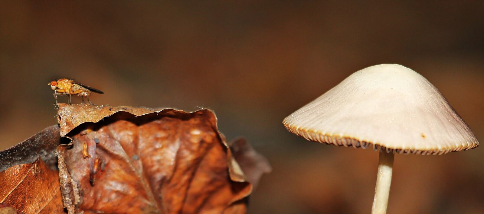 Canon EOS 550D (EOS Rebel T2i / EOS Kiss X4) sample photo. Mushroom, leaves, forest photography