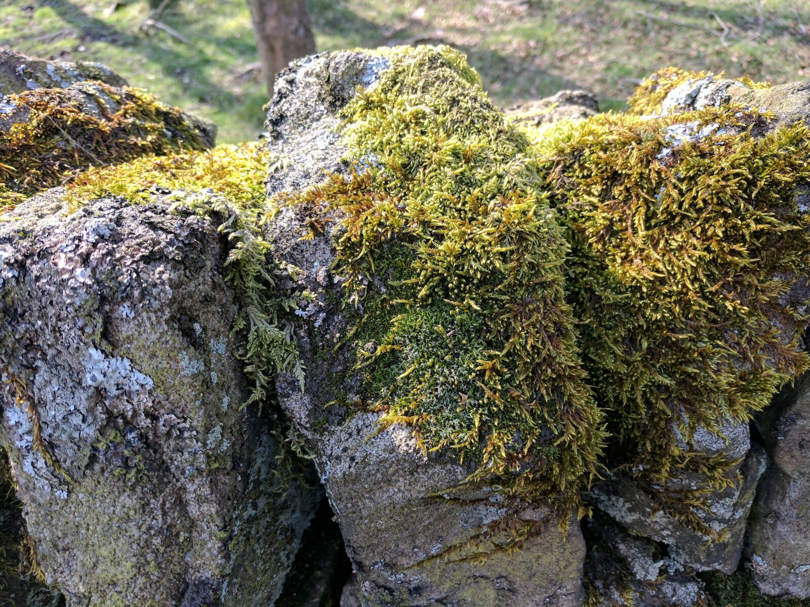 Google Pixel sample photo. Moss, greenery, drystone wall photography