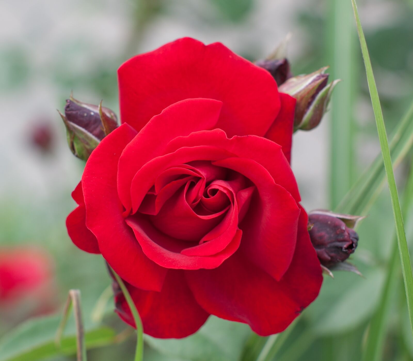 Canon EOS 50D sample photo. Rose, flower, red photography