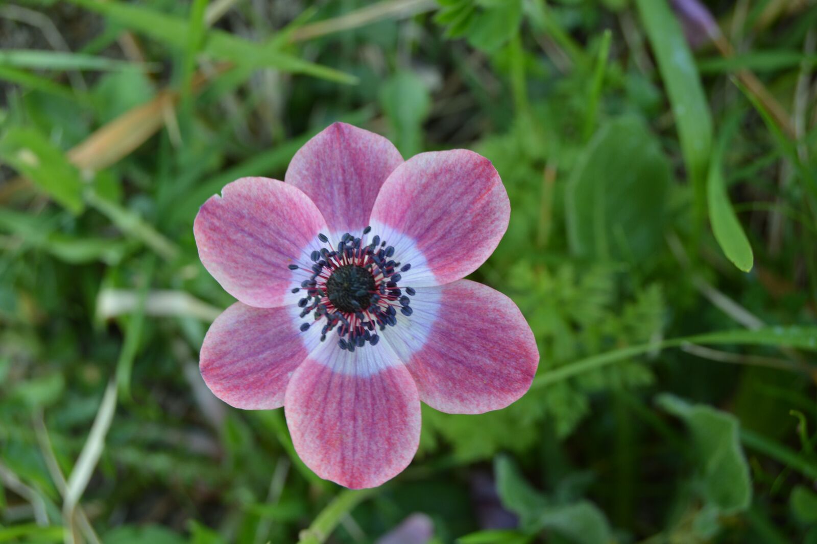 Nikon D5200 sample photo. Anemone, flowers, fuchsia photography