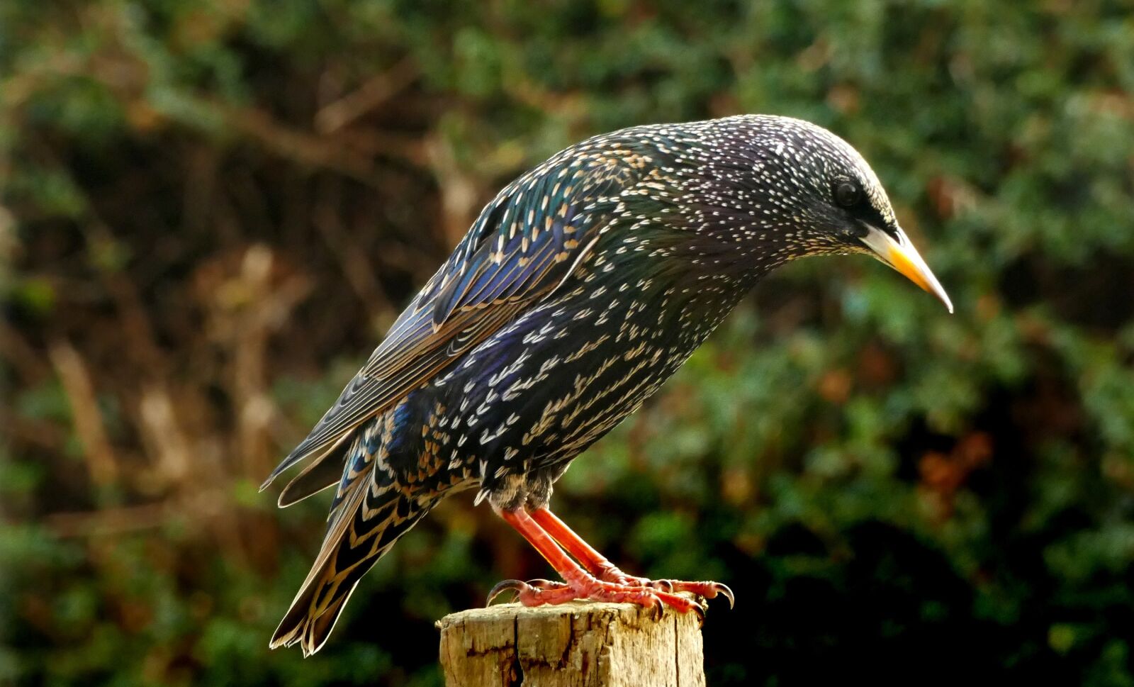 Panasonic Lumix DMC-FZ1000 sample photo. Starling, bird, feather photography
