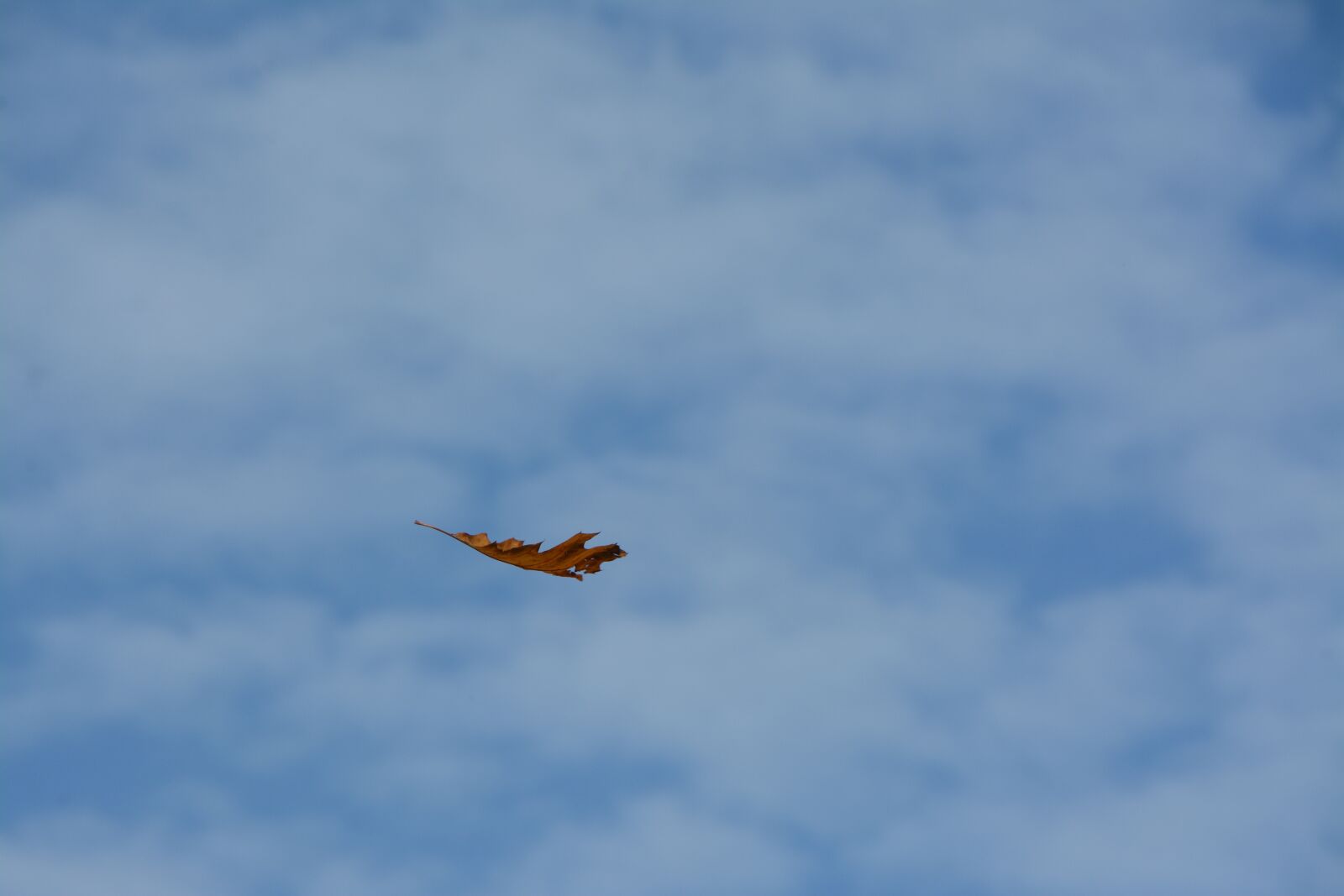 Nikon D7100 sample photo. Leaf, fall, sky photography