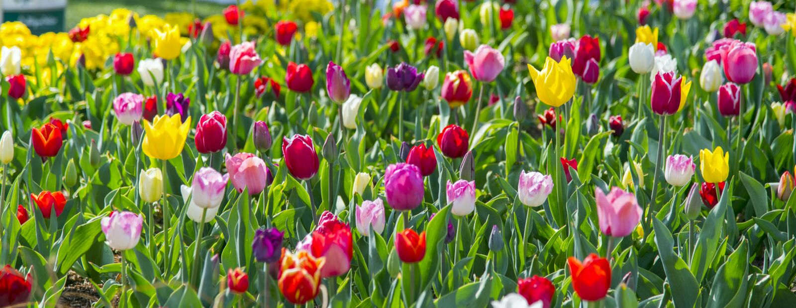 Nikon D750 sample photo. Tulip, red, colourful photography